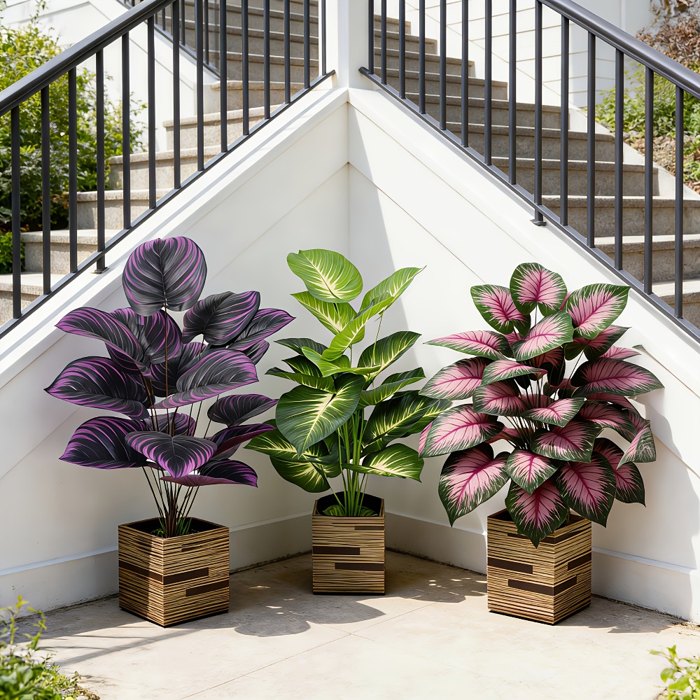 3pc Featuring Various Large-Le - Ficus Lyrata Tree のレビューと価格