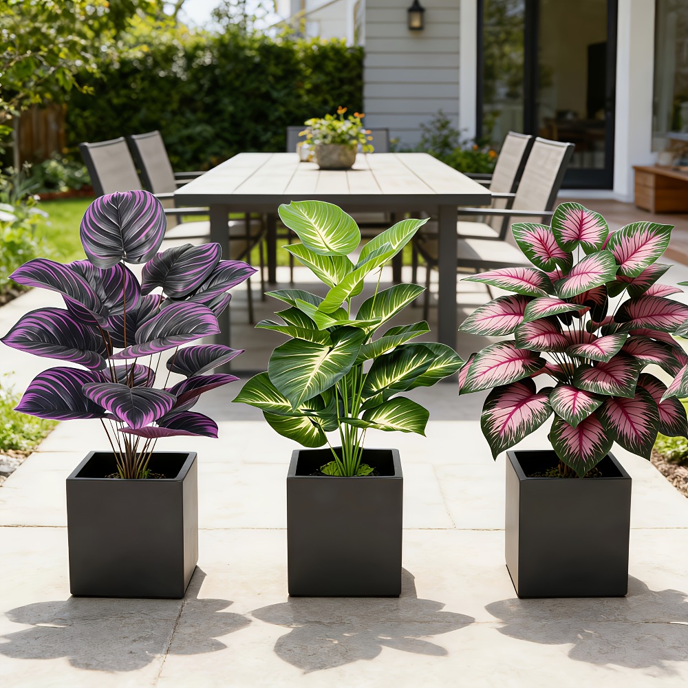 3pc Featuring Various Large-Le - Ficus Lyrata Tree のレビューと価格