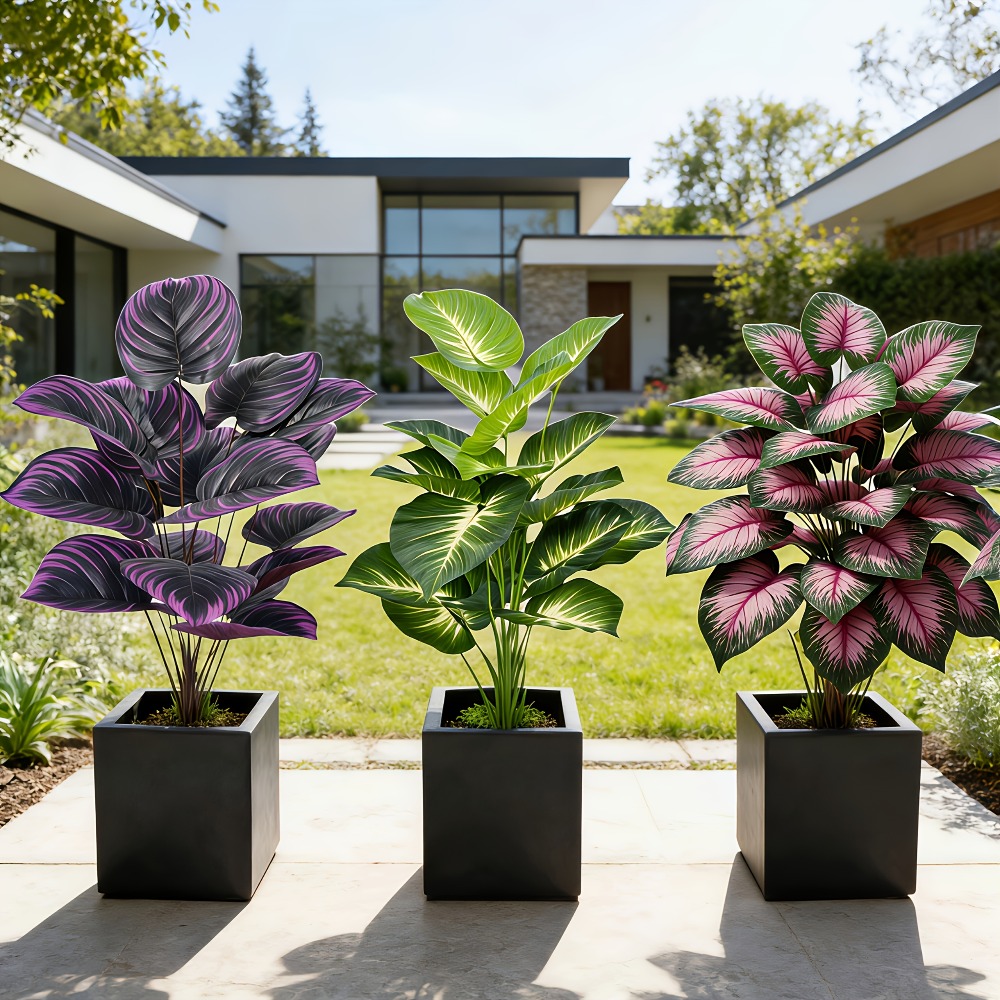 3pc Featuring Various Large-Le - Ficus Lyrata Tree のレビューと価格
