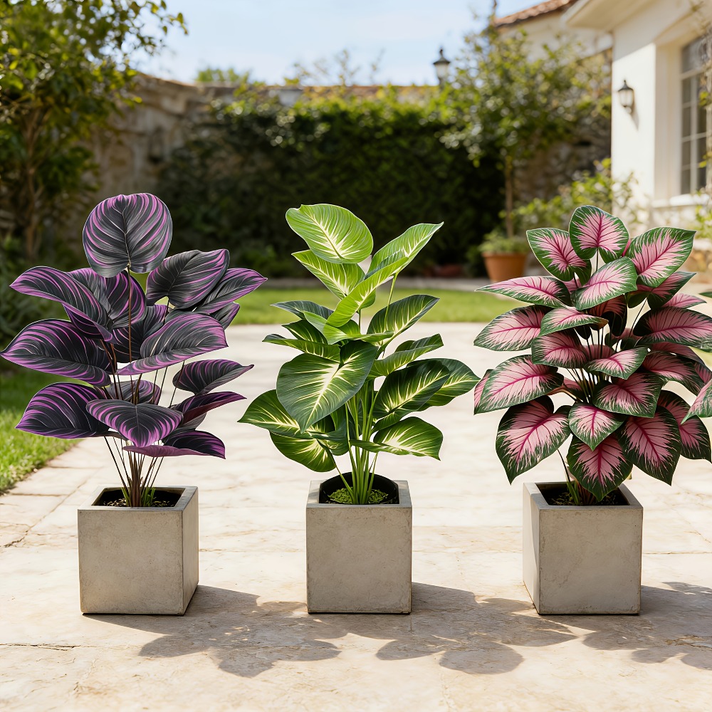 3pc Featuring Various Large-Le - Ficus Lyrata Tree のレビューと価格