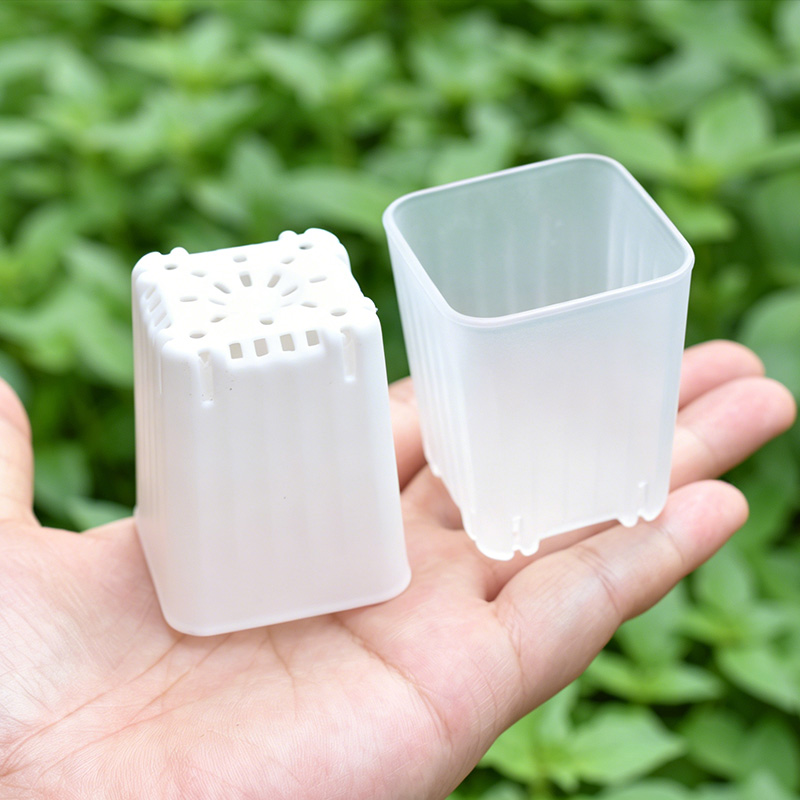 50-100Pcs 4cm Mini Thicken Whi - Echeveria Succulent のレビューと価格