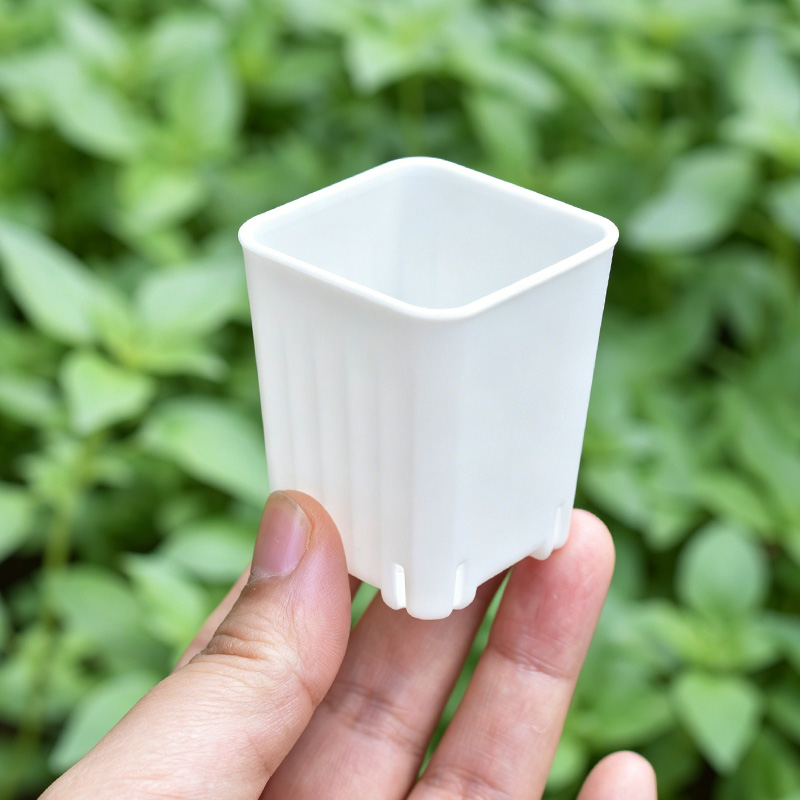 50-100Pcs 4cm Mini Thicken Whi - Echeveria Succulent のレビューと価格