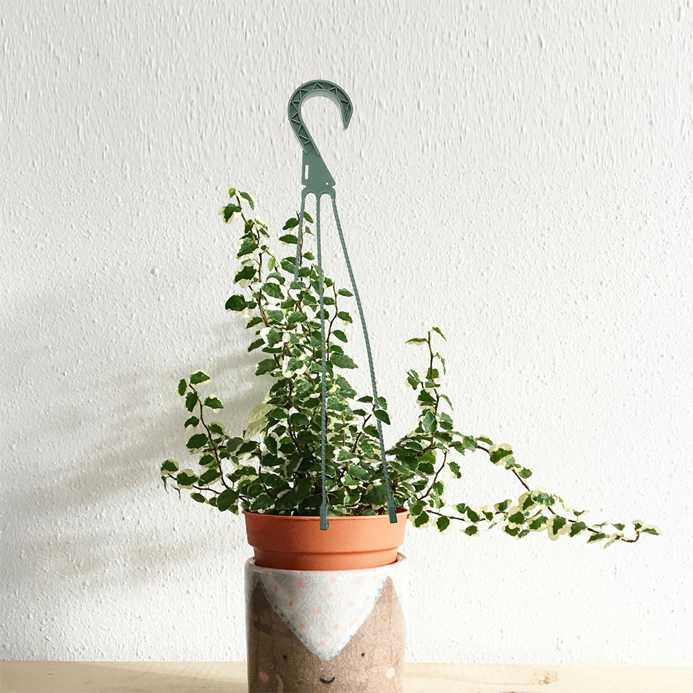 5Pcs Hanging Basket Chain Set  - Spider Plant Hanging のレビューと価格