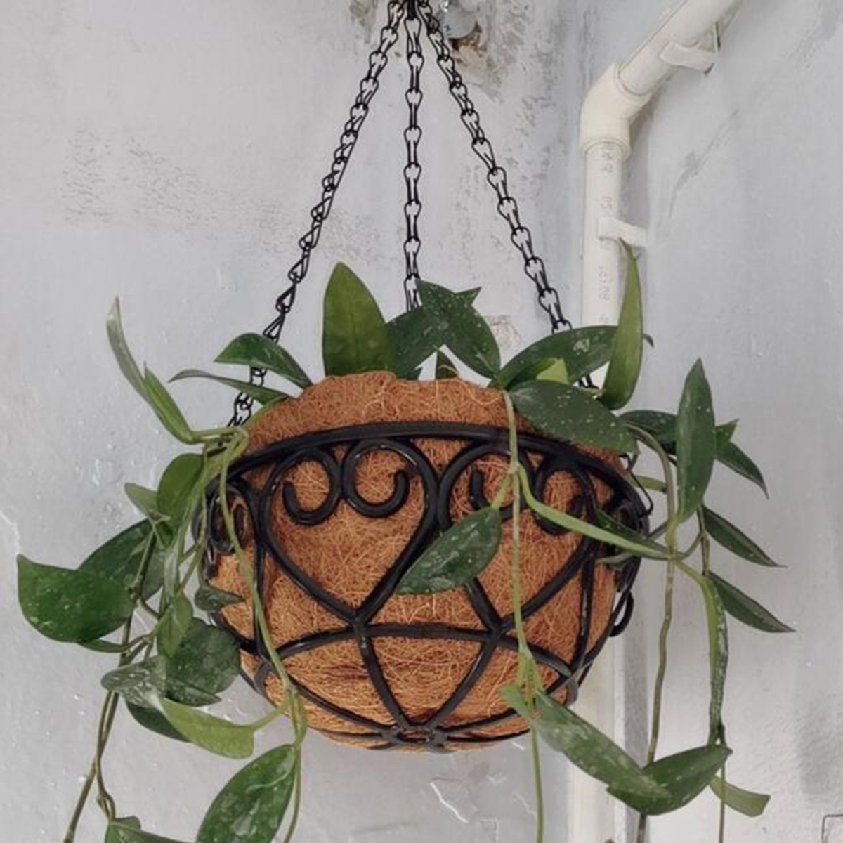 Coconut Liner Iron Chain Hangi - Spider Plant Hanging のレビューと価格