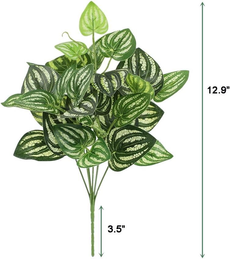 5Pcs Watermelon Peperomia Arti - Peperomia Watermelon のレビューと価格
