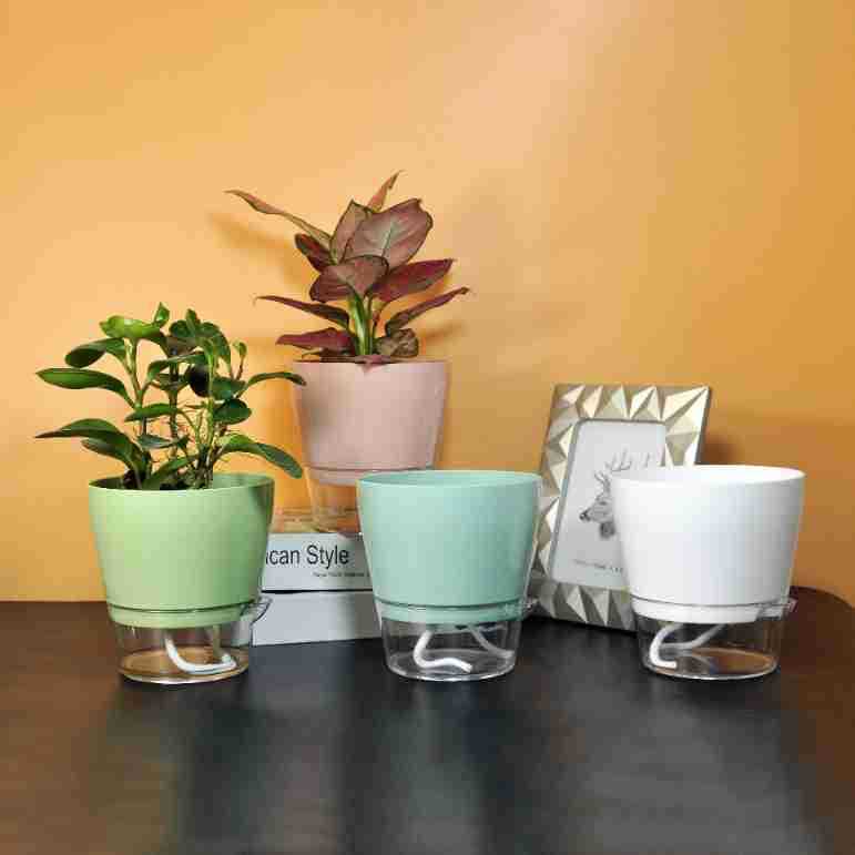 Lazy Flower with Drainage Hole - Aloe Vera Pot のレビューと価格