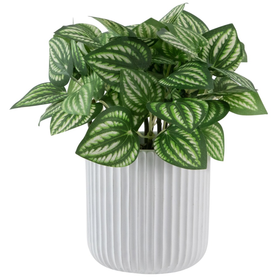 Artificial Watermelon Peperomi - Peperomia Watermelon のレビューと価格