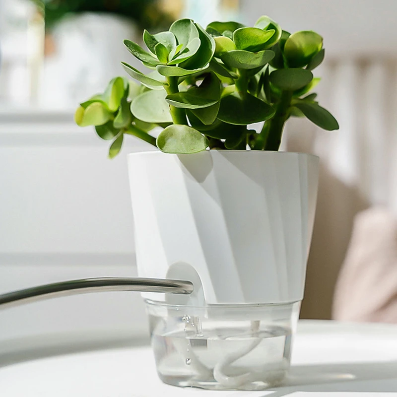 Lazy Hydroponic Flower Pot Aut - Aloe Vera Pot のレビューと価格