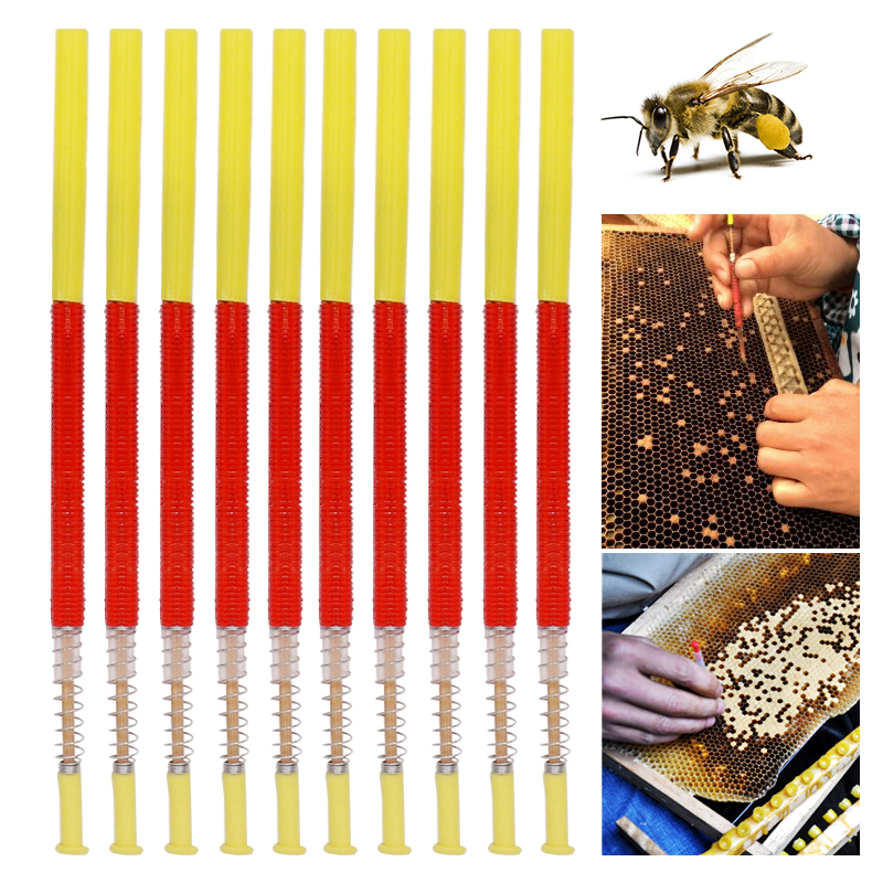 5/10Pcs Beekeeping Grafting To - Begonia Rex のレビューと価格
