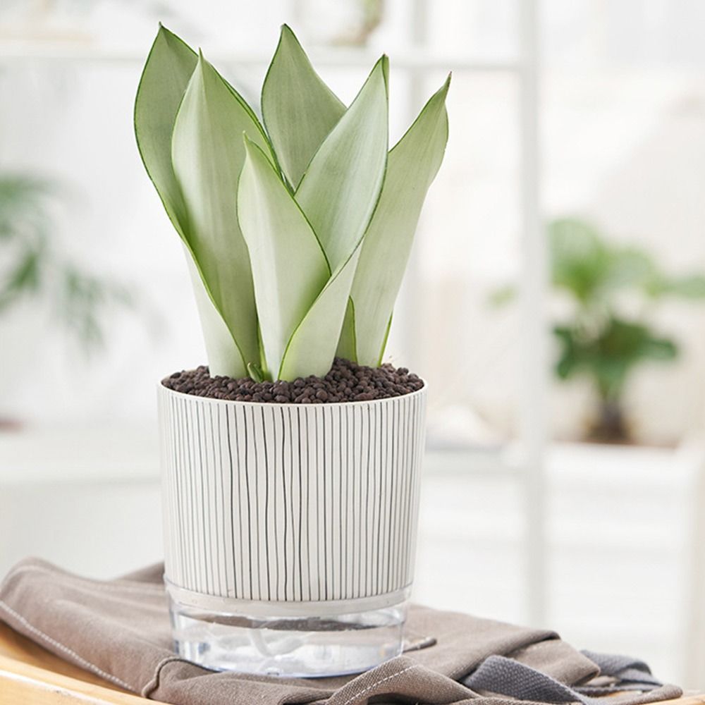 Transparent Self-watering Plan - Aloe Vera Pot のレビューと価格