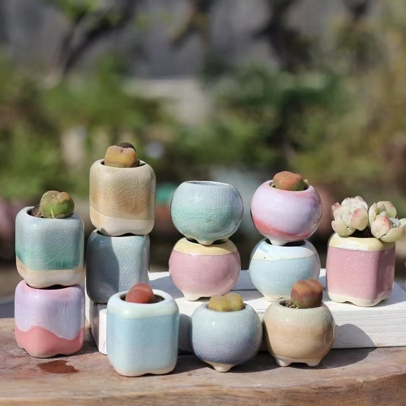 6Pcs Mini Flowerpot Succulents - Echeveria Succulent のレビューと価格